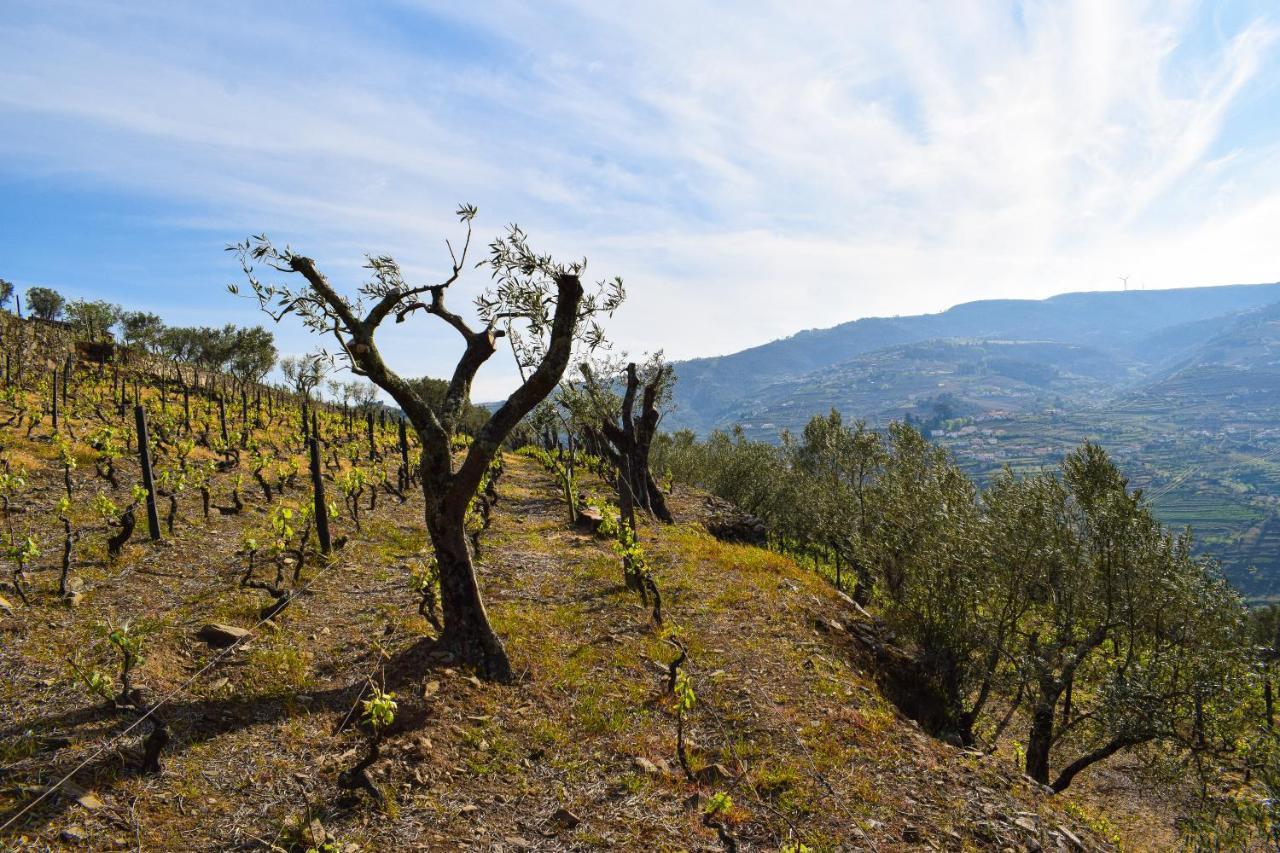 Quinta Dos Padrinhos - In The Heart Of The Douro * Lamego