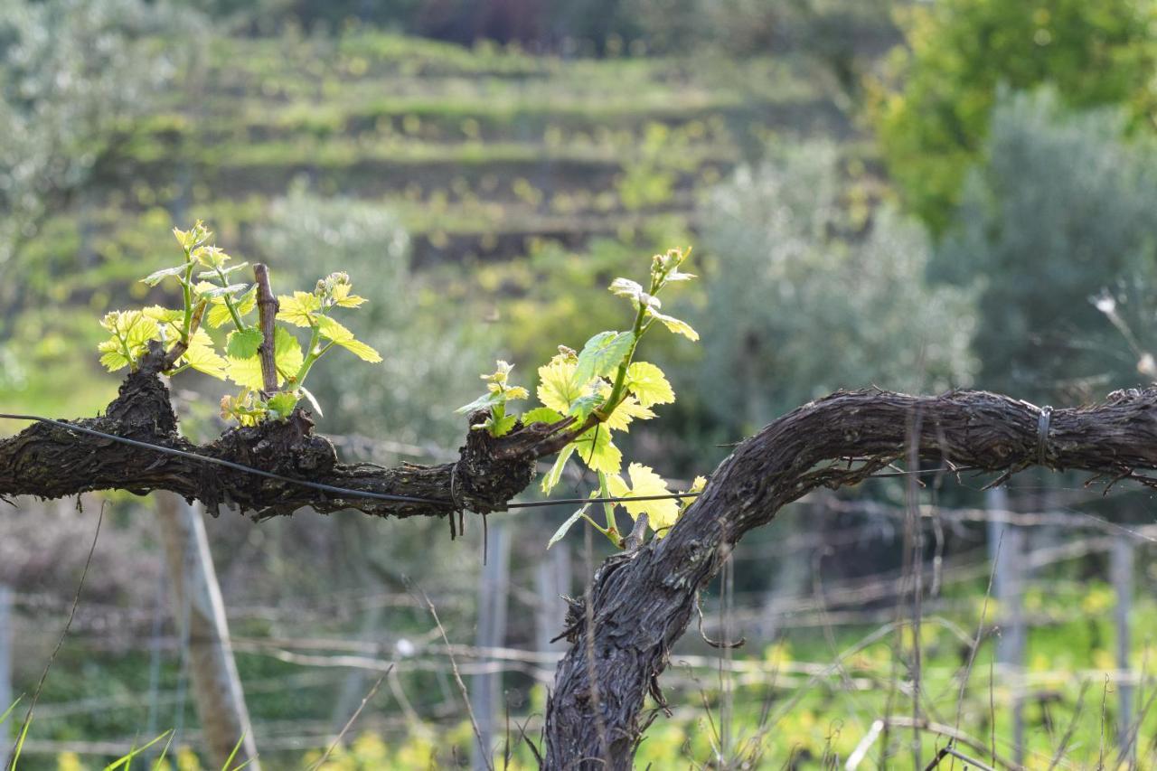Quinta Dos Padrinhos - In The Heart Of The Douro