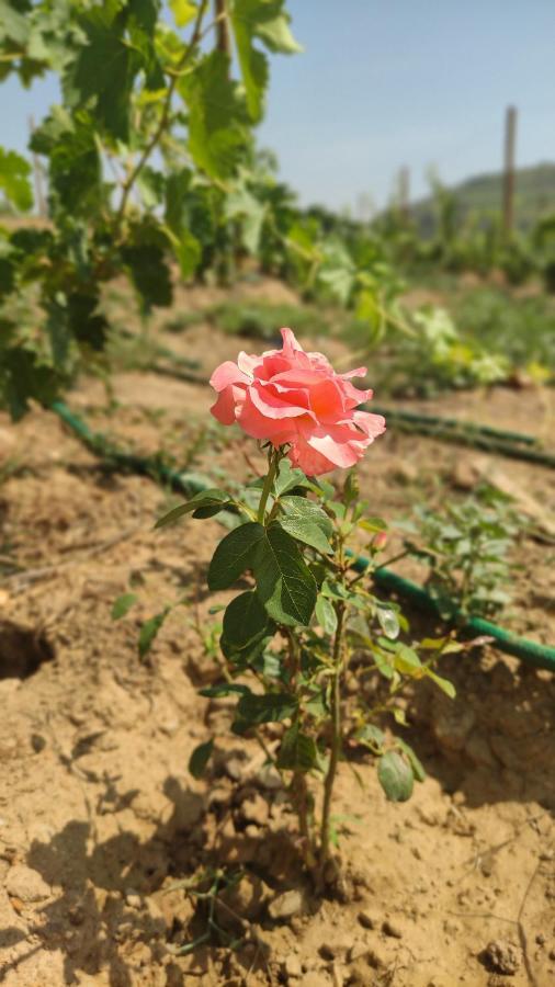 Quinta Dos Padrinhos - In The Heart Of The Douro