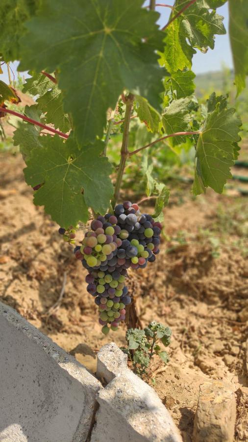 Apartment Quinta Dos Padrinhos - In The Heart Of The Douro *